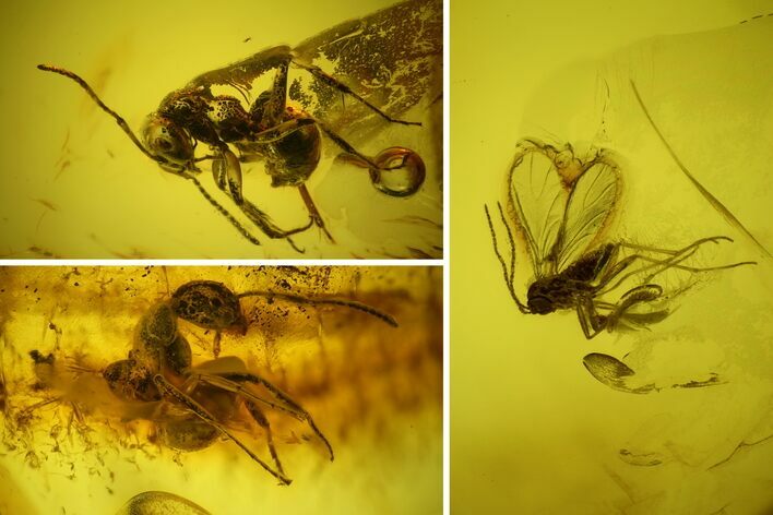 Two Large Fossil Ants (Formicidae) and a Fly (Diptera) in Baltic Amber #159759